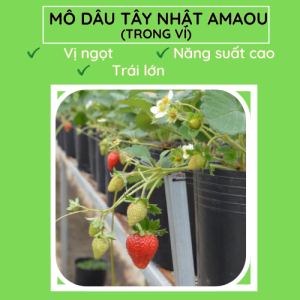 Dâu Nhật Amaous.FM