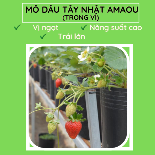 Dâu Nhật Amaous.FM