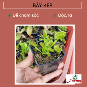 Cây Bẫy Kẹp FM