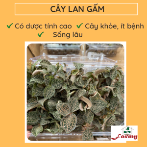 Cây Lan gấm.FM