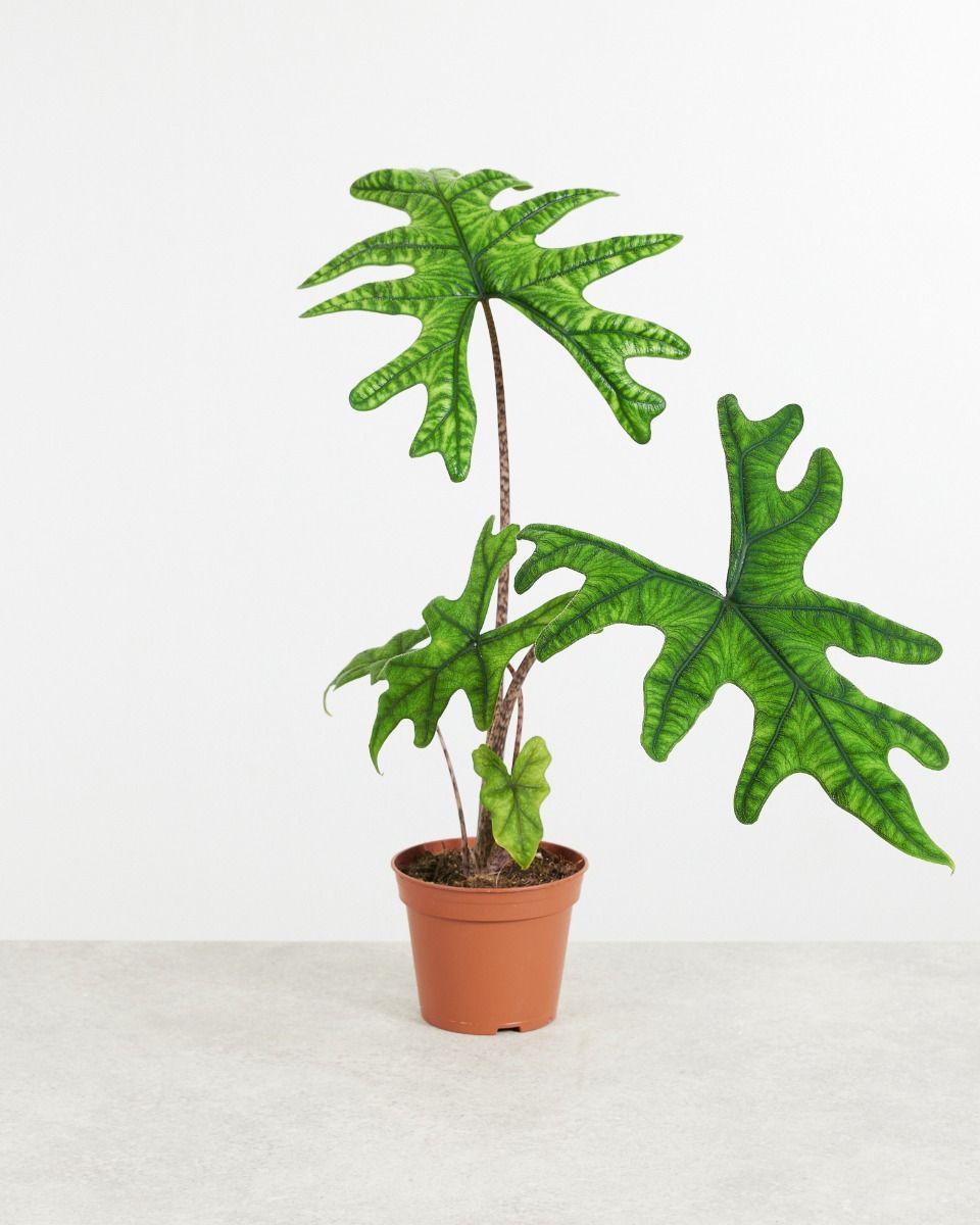 Alocasia Jacklin - Ảnh 3