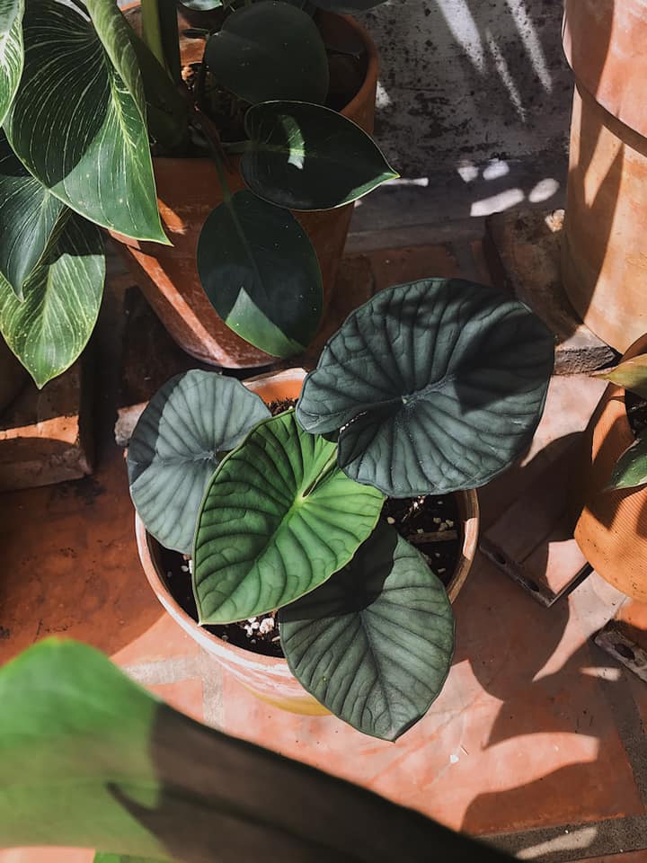 Alocasia Nebula - Ảnh 3
