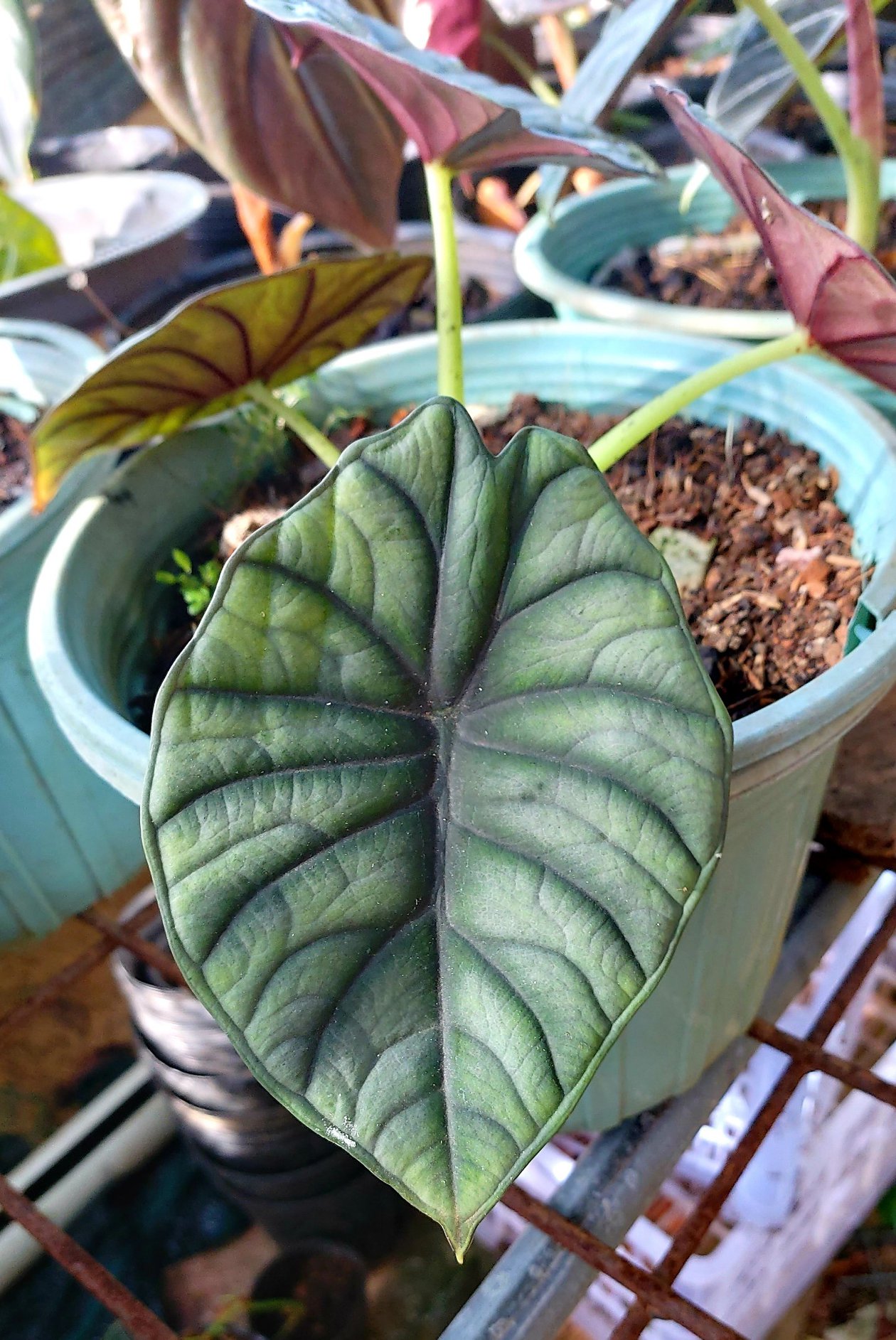 Alocasia Nebula - Ảnh 2