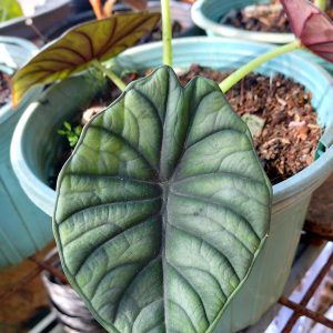Alocasia Nebula