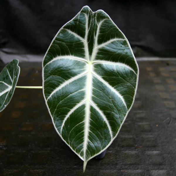 Alocasia Watsoniana - Ảnh 3