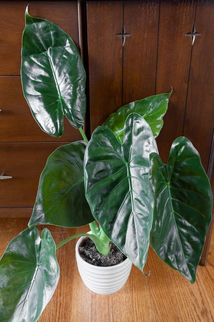 Alocasia Wentii - Ảnh 2