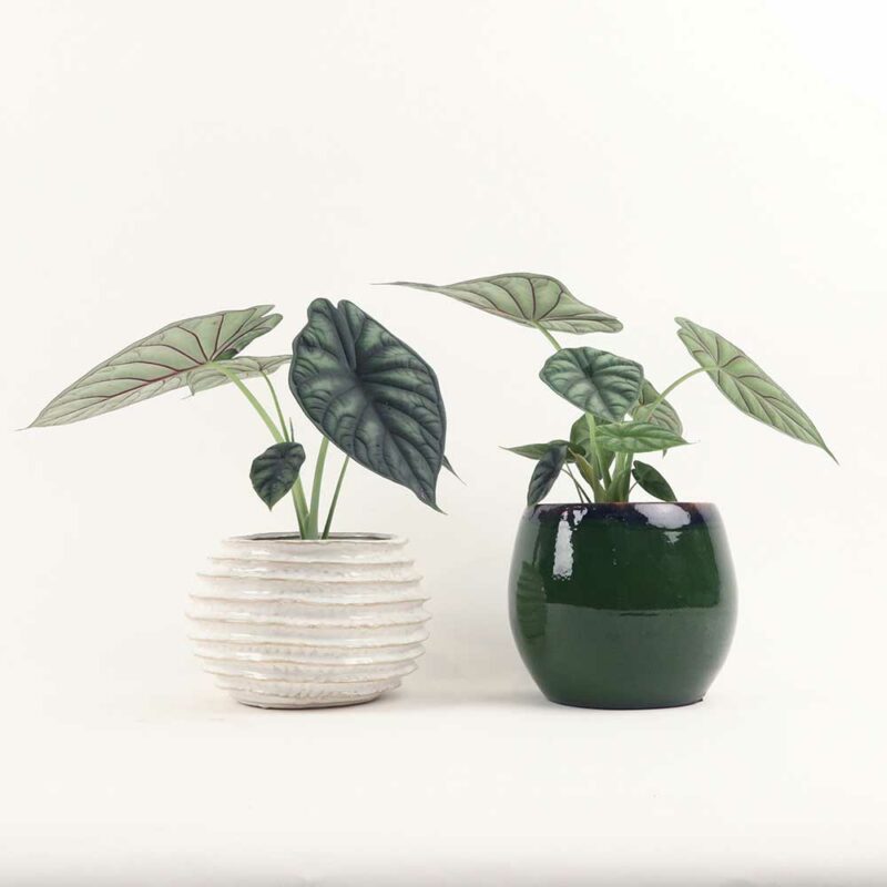 Alocasia Dragon scale (rồng xanh)