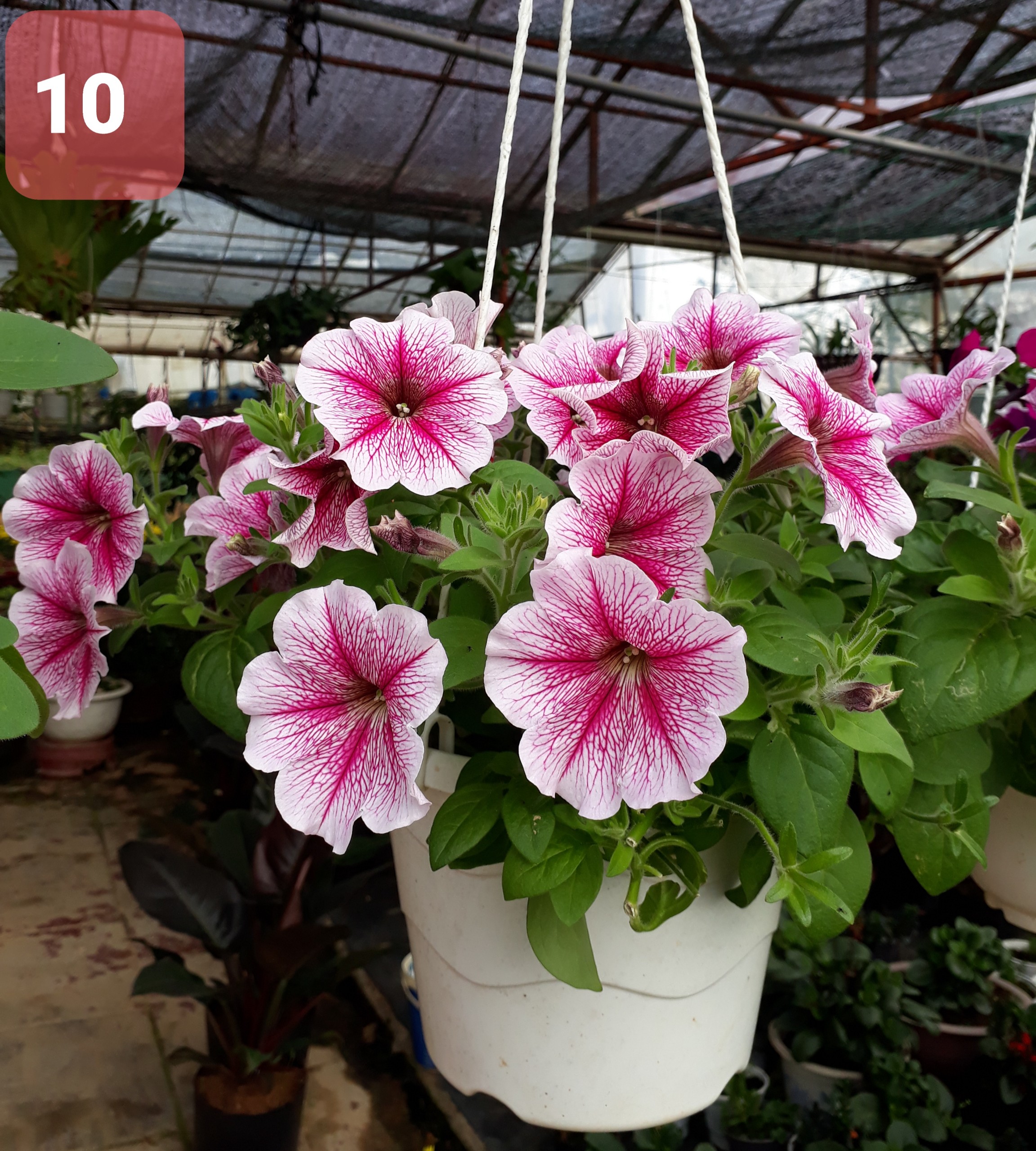 Cây Hoa Dạ Yến thảo - Ảnh 25