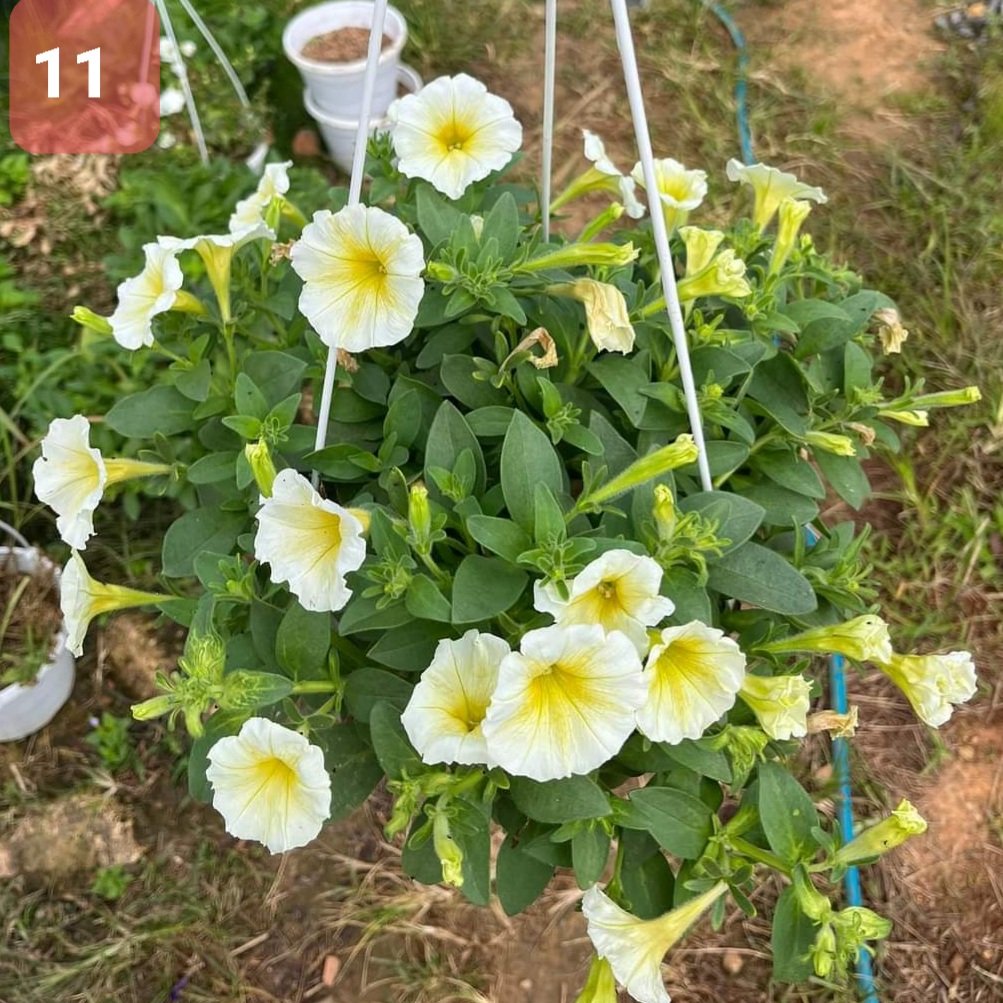 Cây Hoa Dạ Yến thảo - Ảnh 9