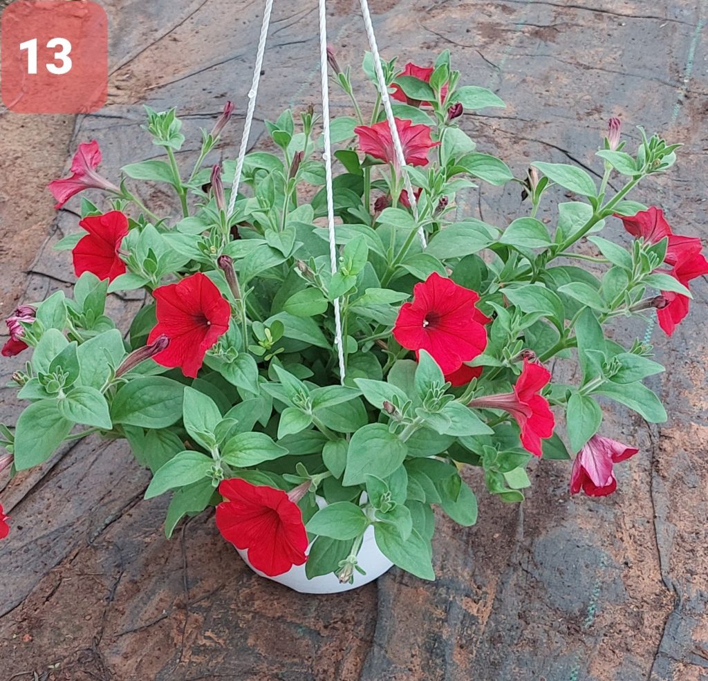 Cây Hoa Dạ Yến thảo