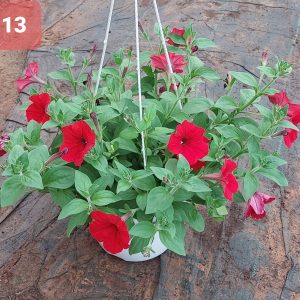 Cây Hoa Dạ Yến thảo