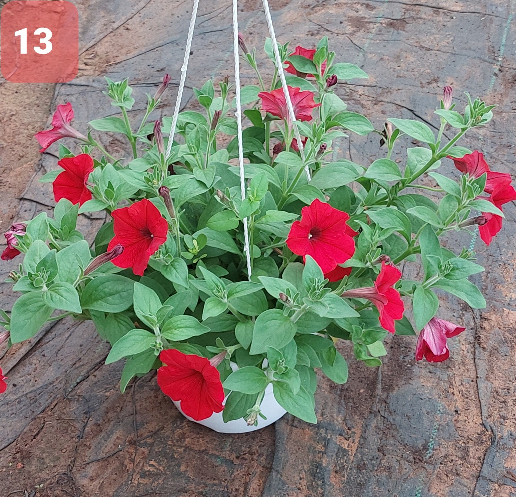 Cây Hoa Dạ Yến thảo