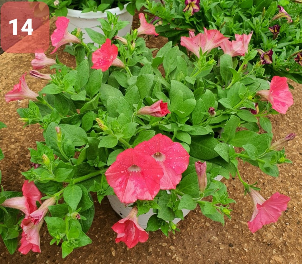 Cây Hoa Dạ Yến thảo - Ảnh 12