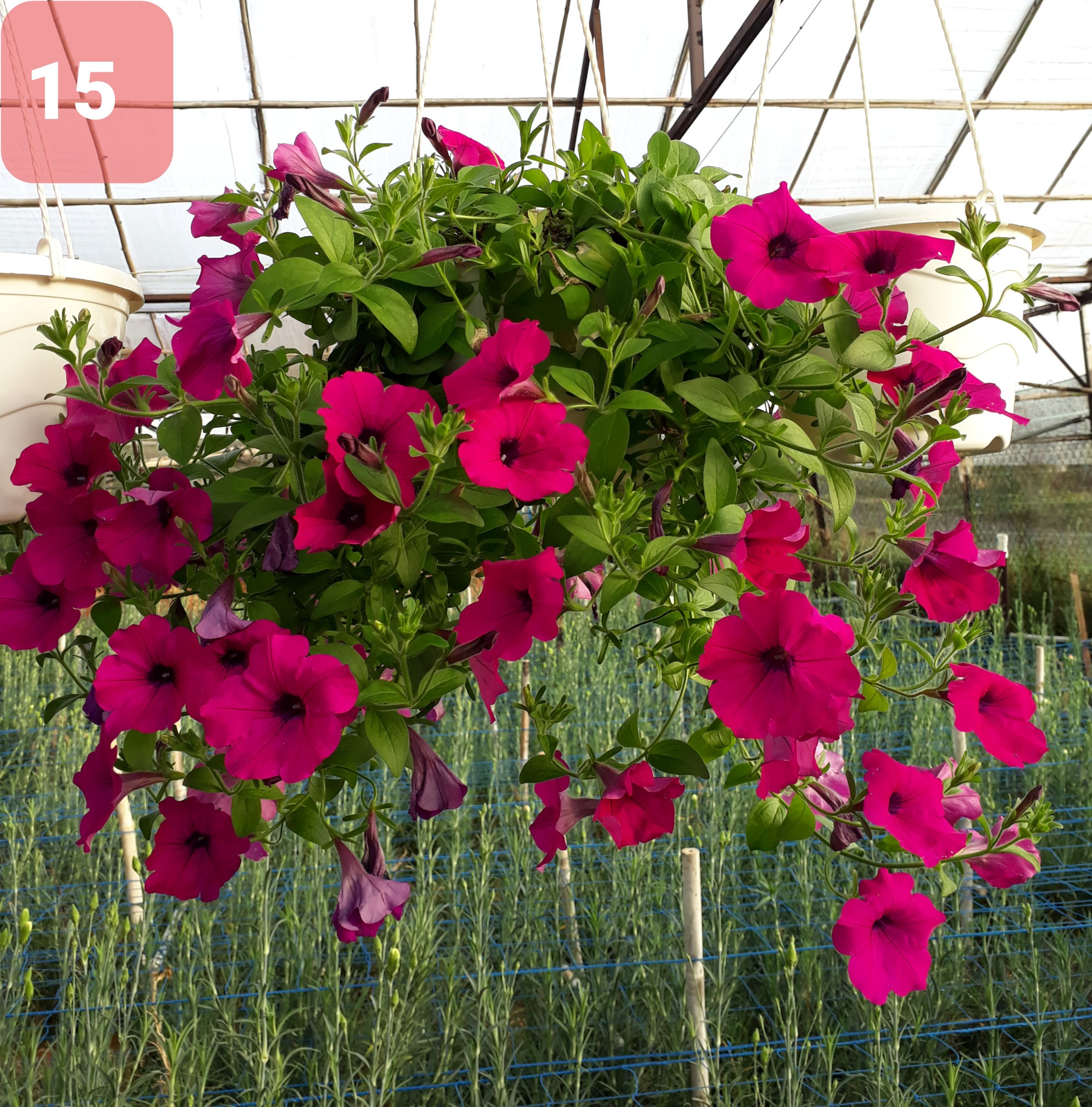 Cây Hoa Dạ Yến thảo - Ảnh 19