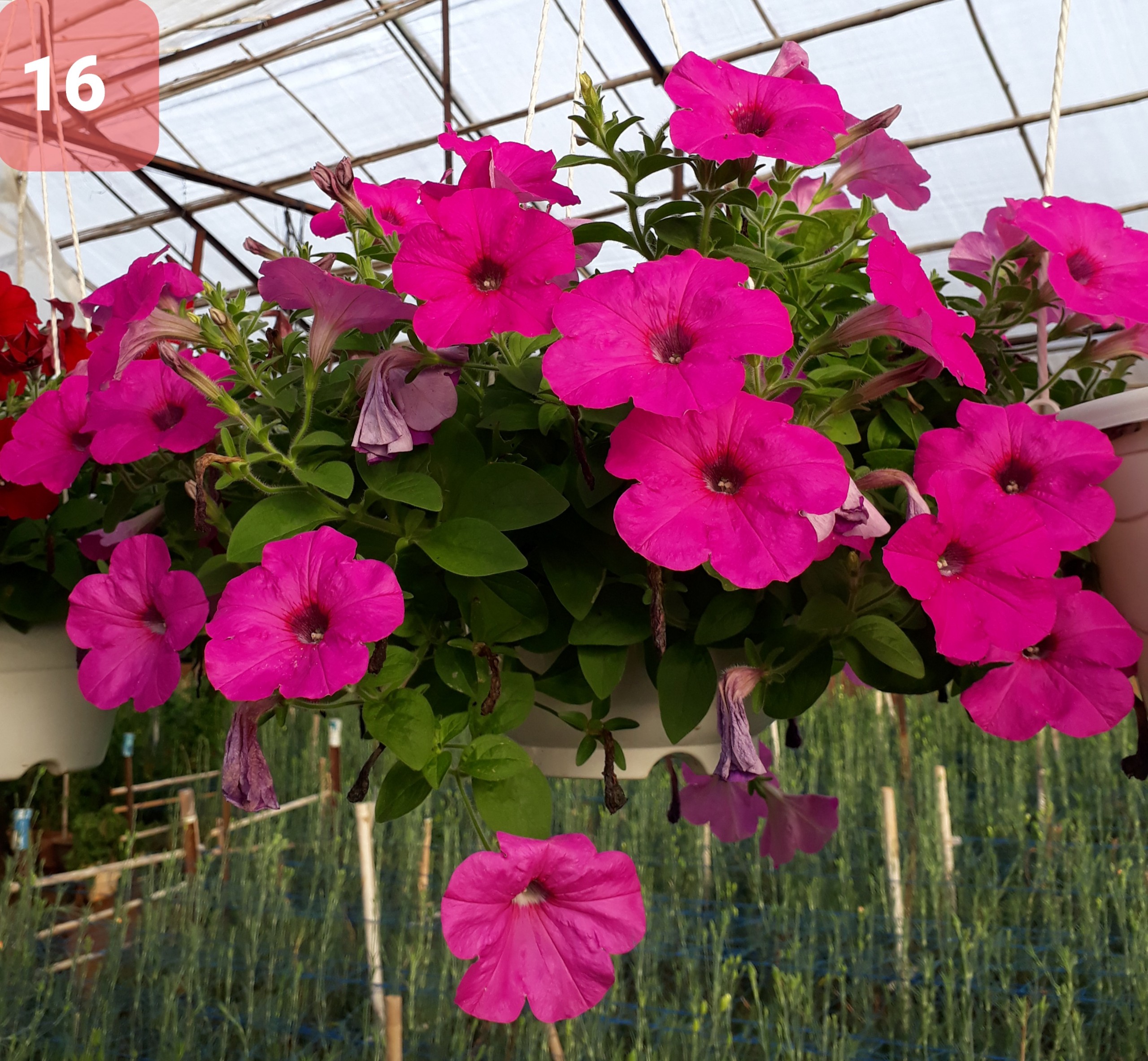 Cây Hoa Dạ Yến thảo - Ảnh 18