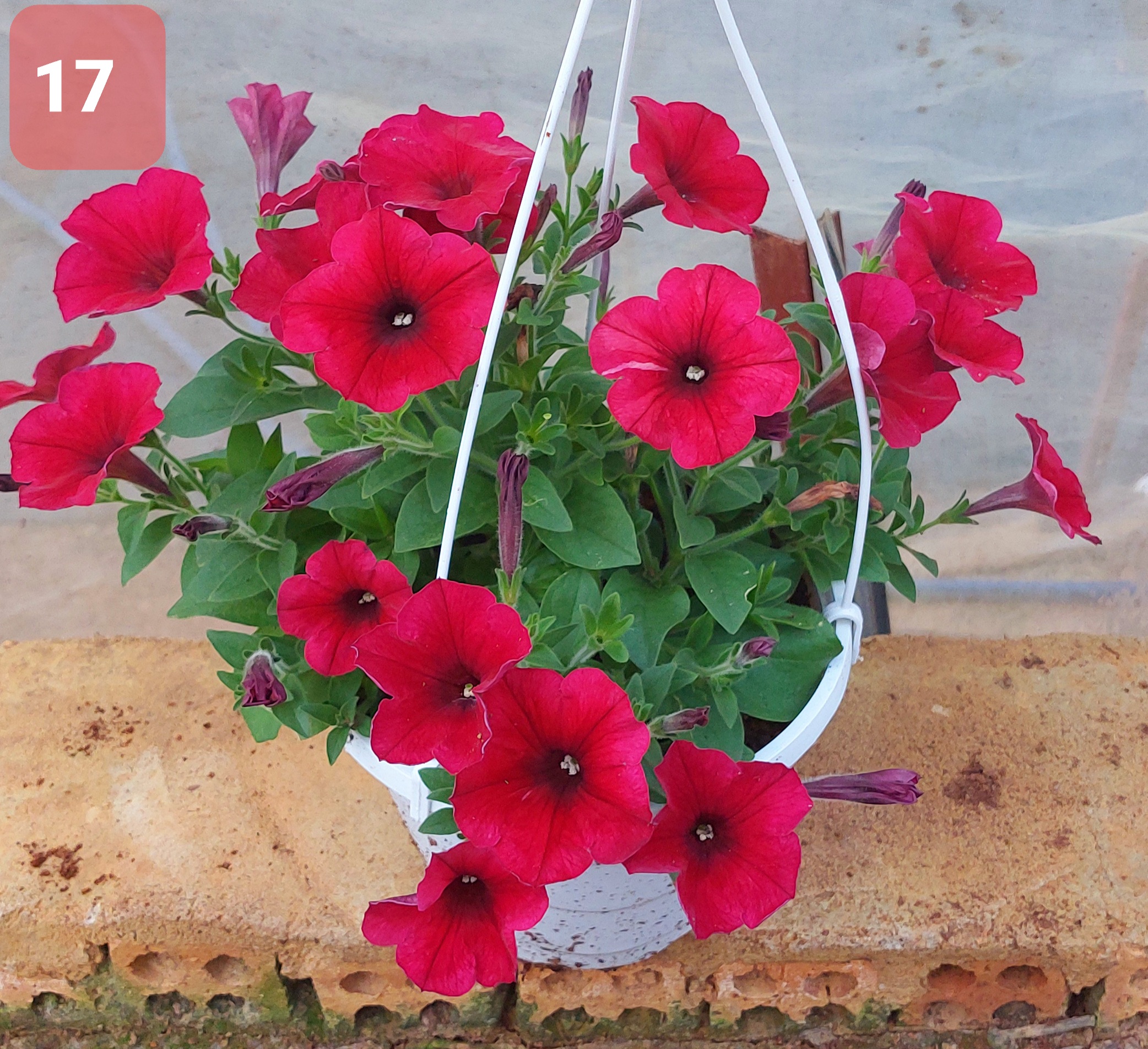 Cây Hoa Dạ Yến thảo - Ảnh 17