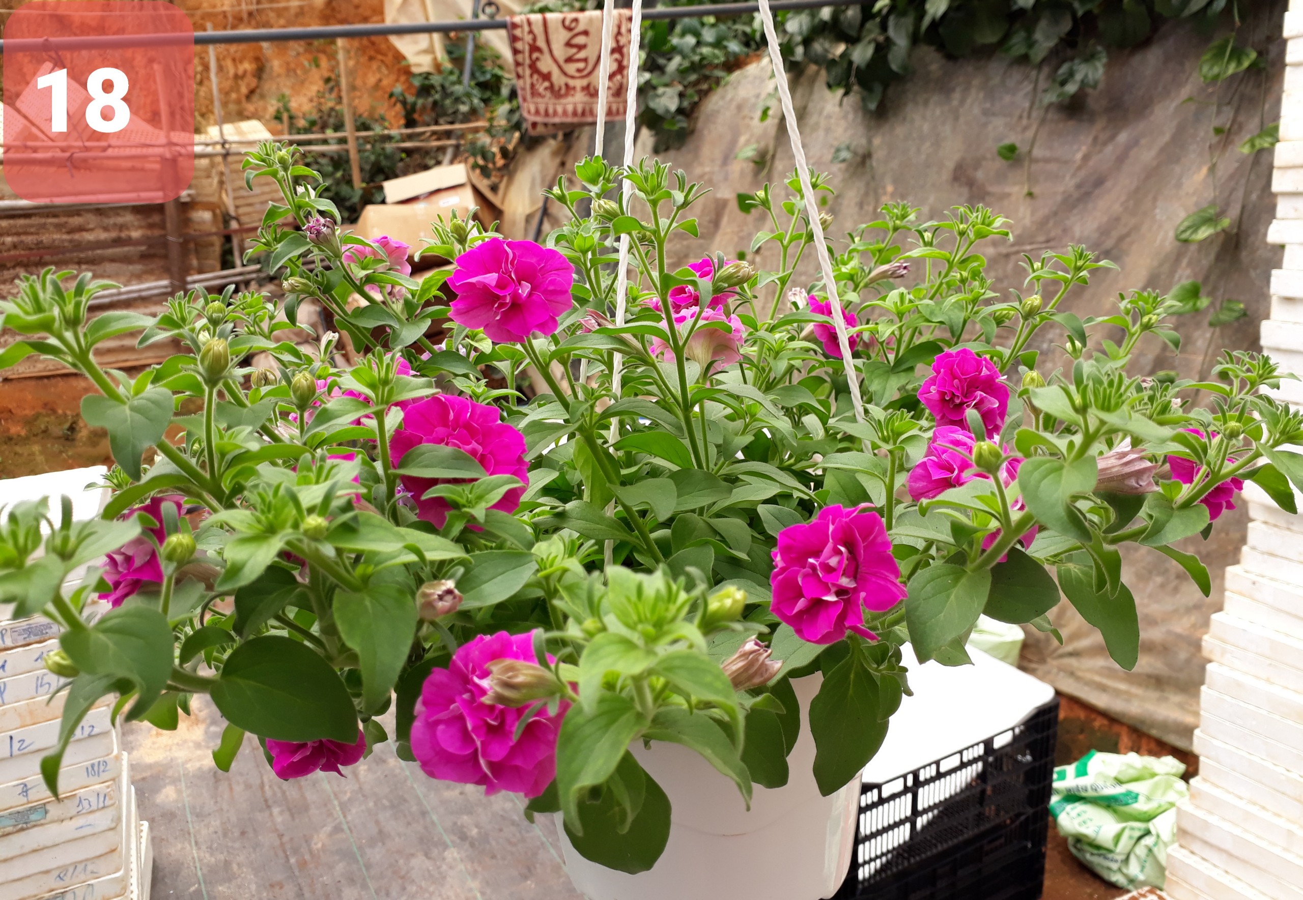 Cây Hoa Dạ Yến thảo - Ảnh 22