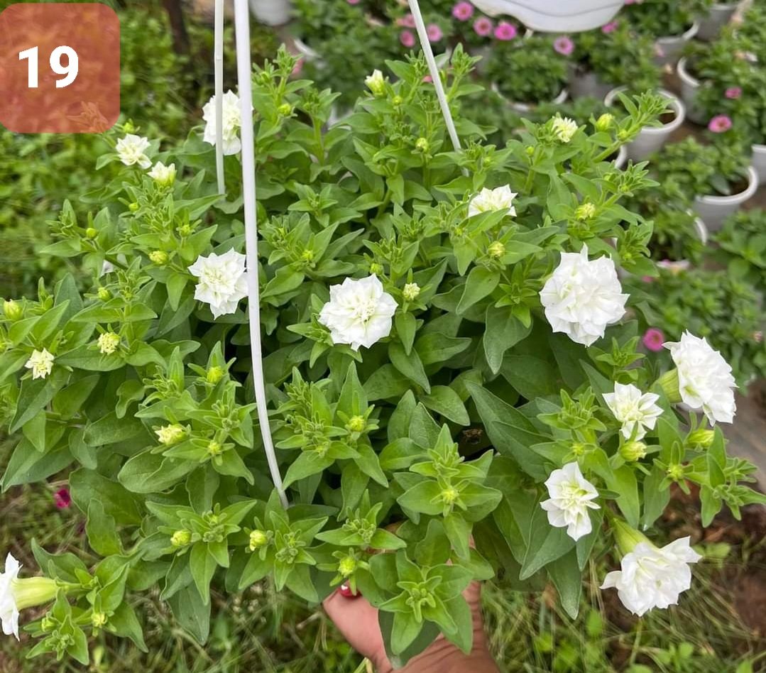 Cây Hoa Dạ Yến thảo - Ảnh 23