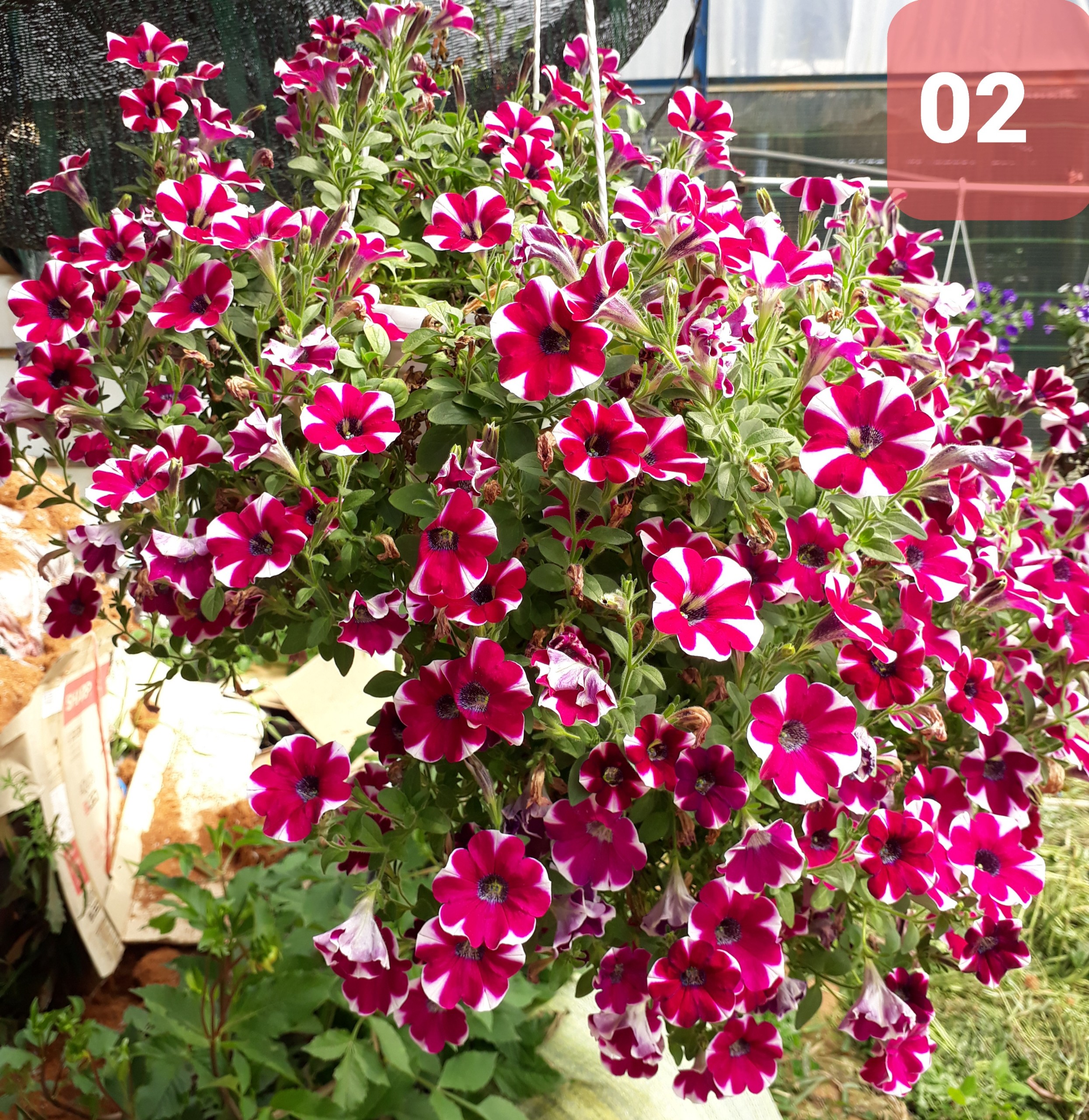 Cây Hoa Dạ Yến thảo - Ảnh 14