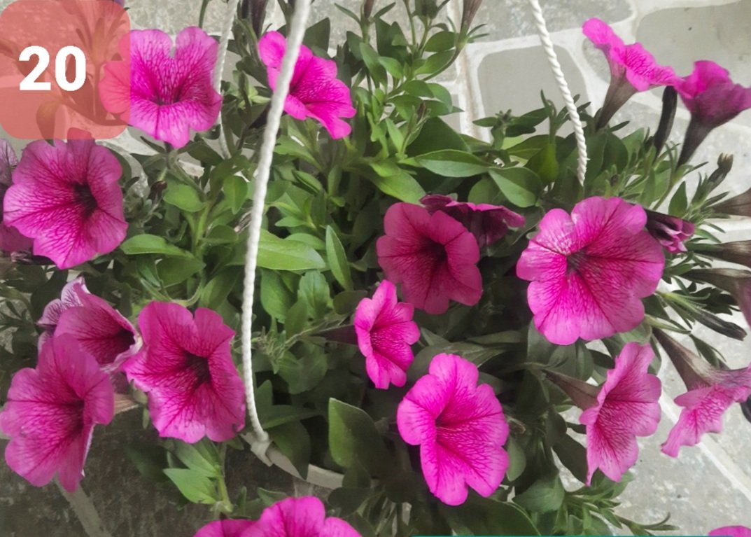 Cây Hoa Dạ Yến thảo - Ảnh 24