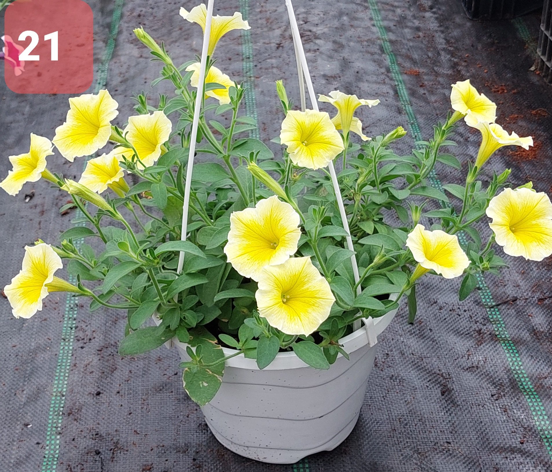 Cây Hoa Dạ Yến thảo - Ảnh 7