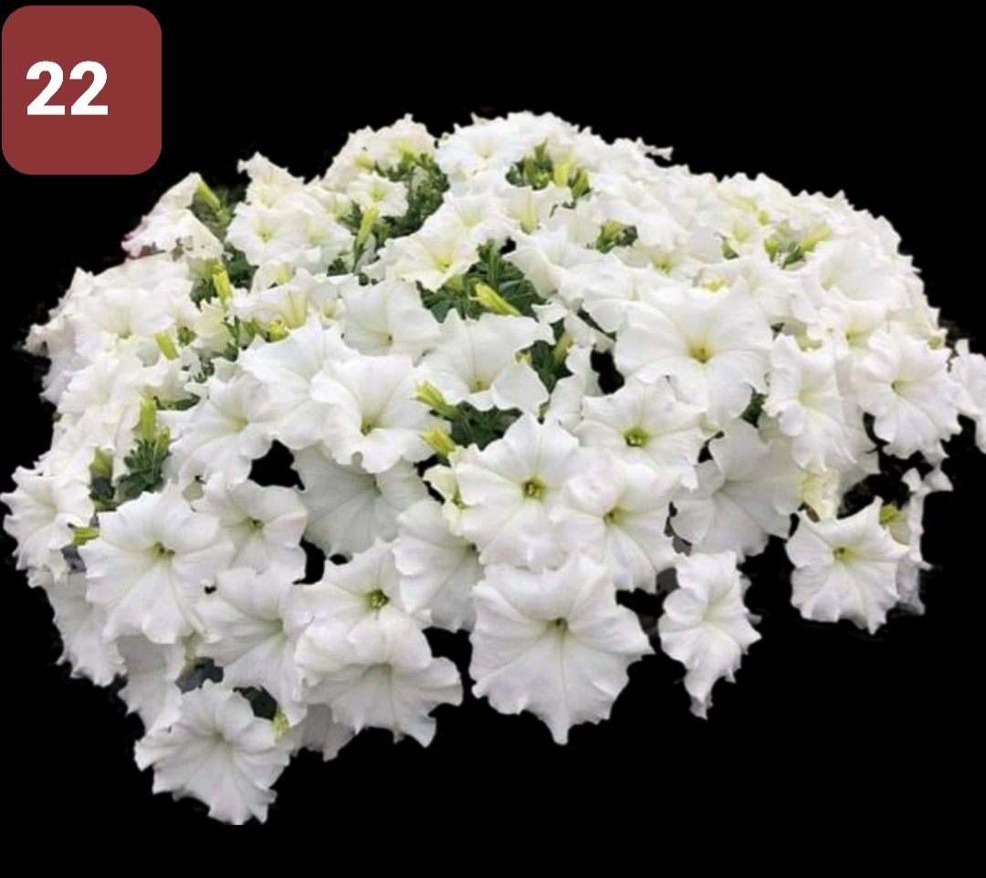 Cây Hoa Dạ Yến thảo - Ảnh 8