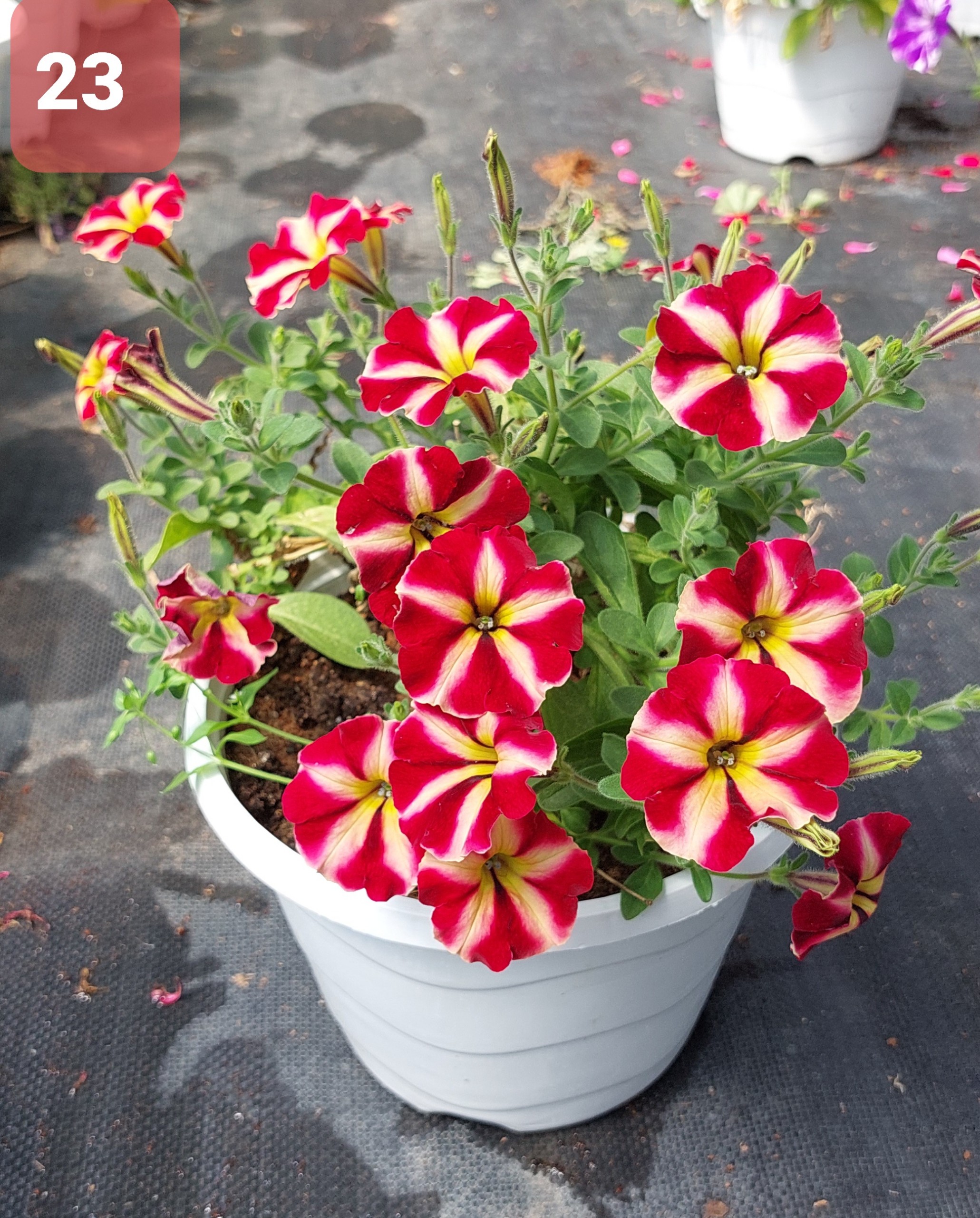 Cây Hoa Dạ Yến thảo - Ảnh 5