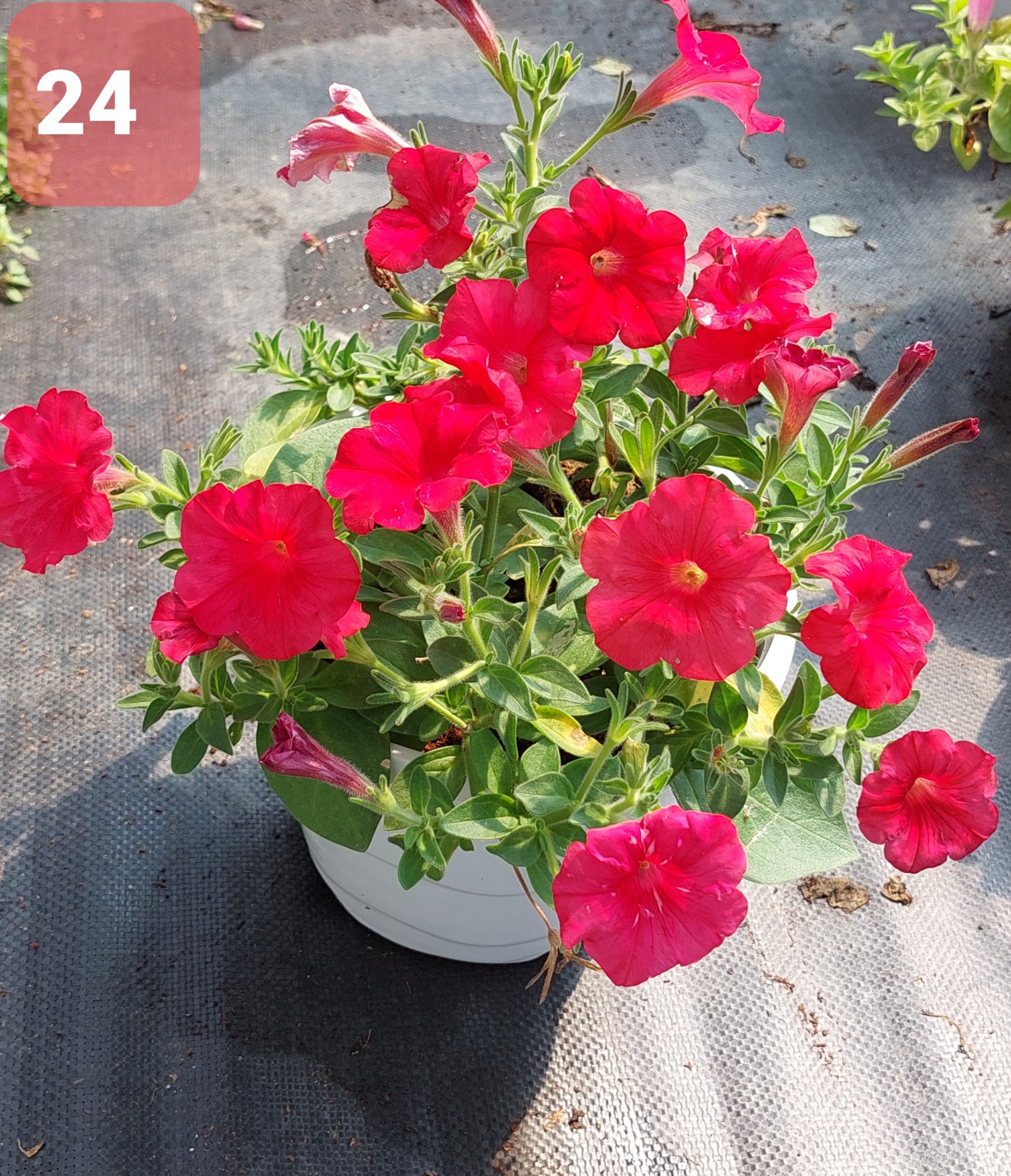 Cây Hoa Dạ Yến thảo - Ảnh 6