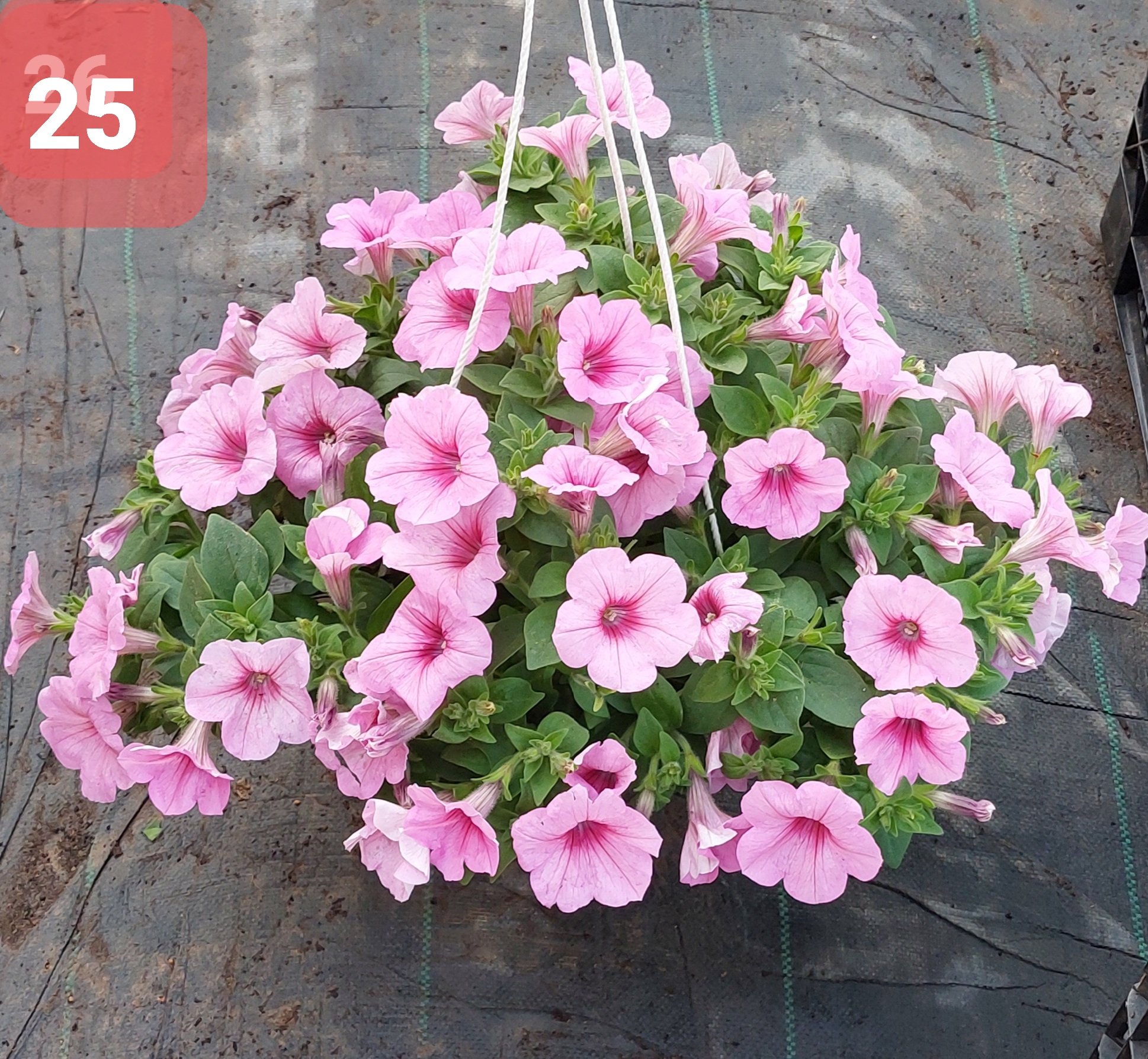 Cây Hoa Dạ Yến thảo - Ảnh 4