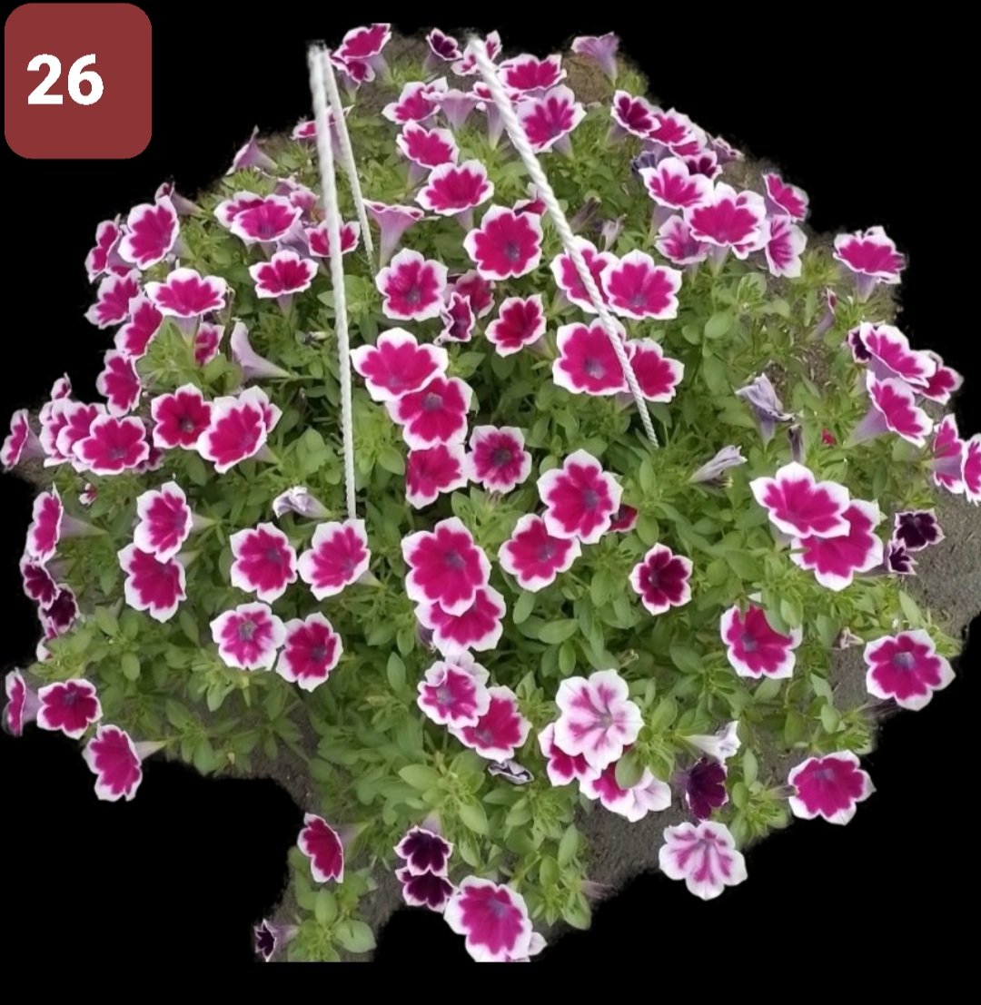 Cây Hoa Dạ Yến thảo - Ảnh 3