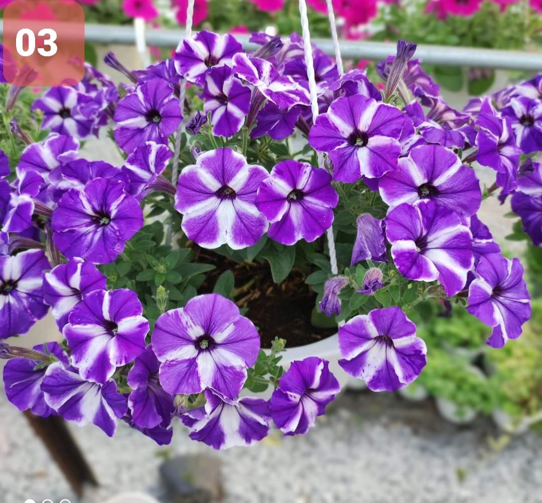 Cây Hoa Dạ Yến thảo - Ảnh 13