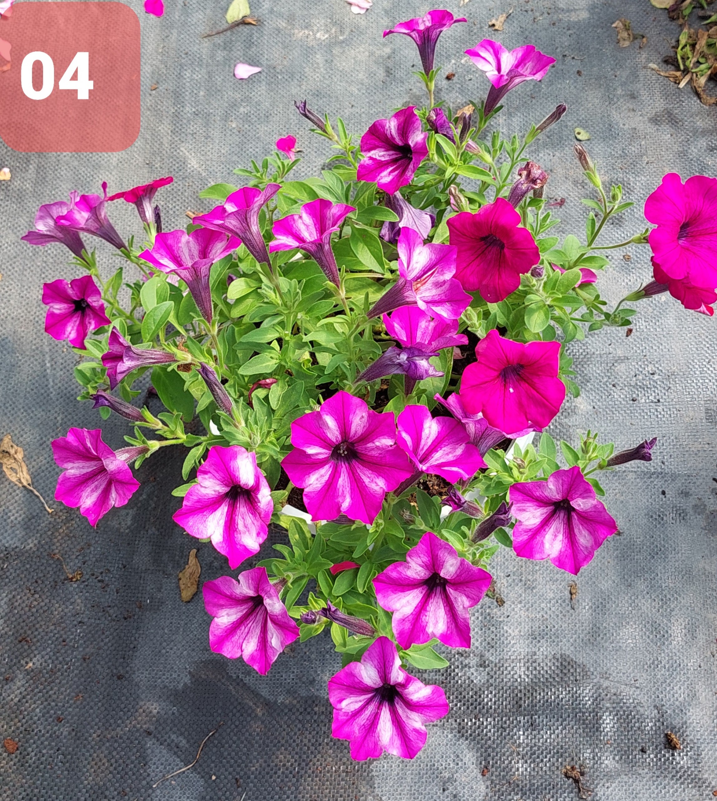 Cây Hoa Dạ Yến thảo - Ảnh 15