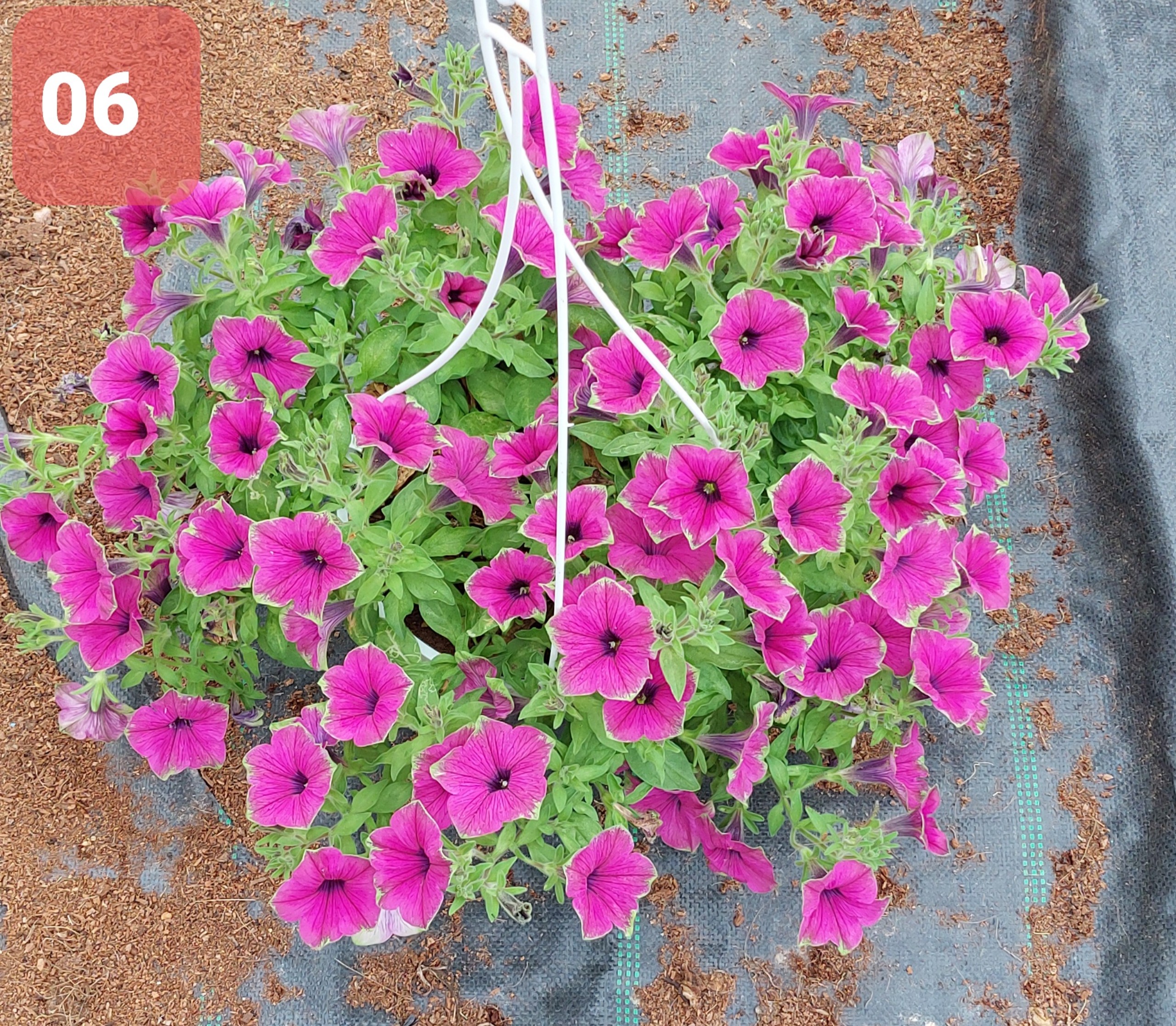 Cây Hoa Dạ Yến thảo - Ảnh 16