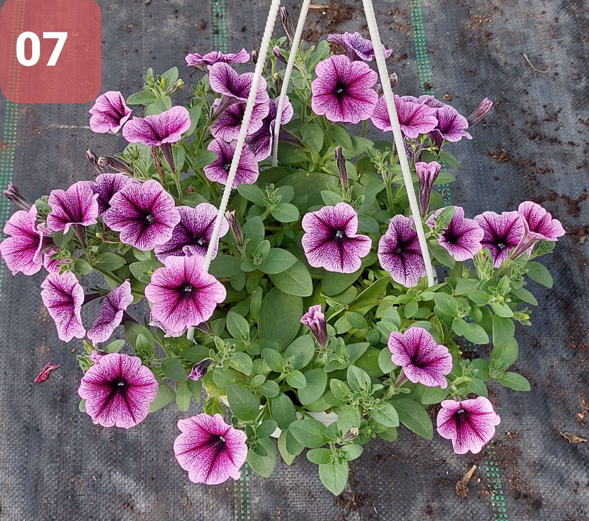 Cây Hoa Dạ Yến thảo - Ảnh 21