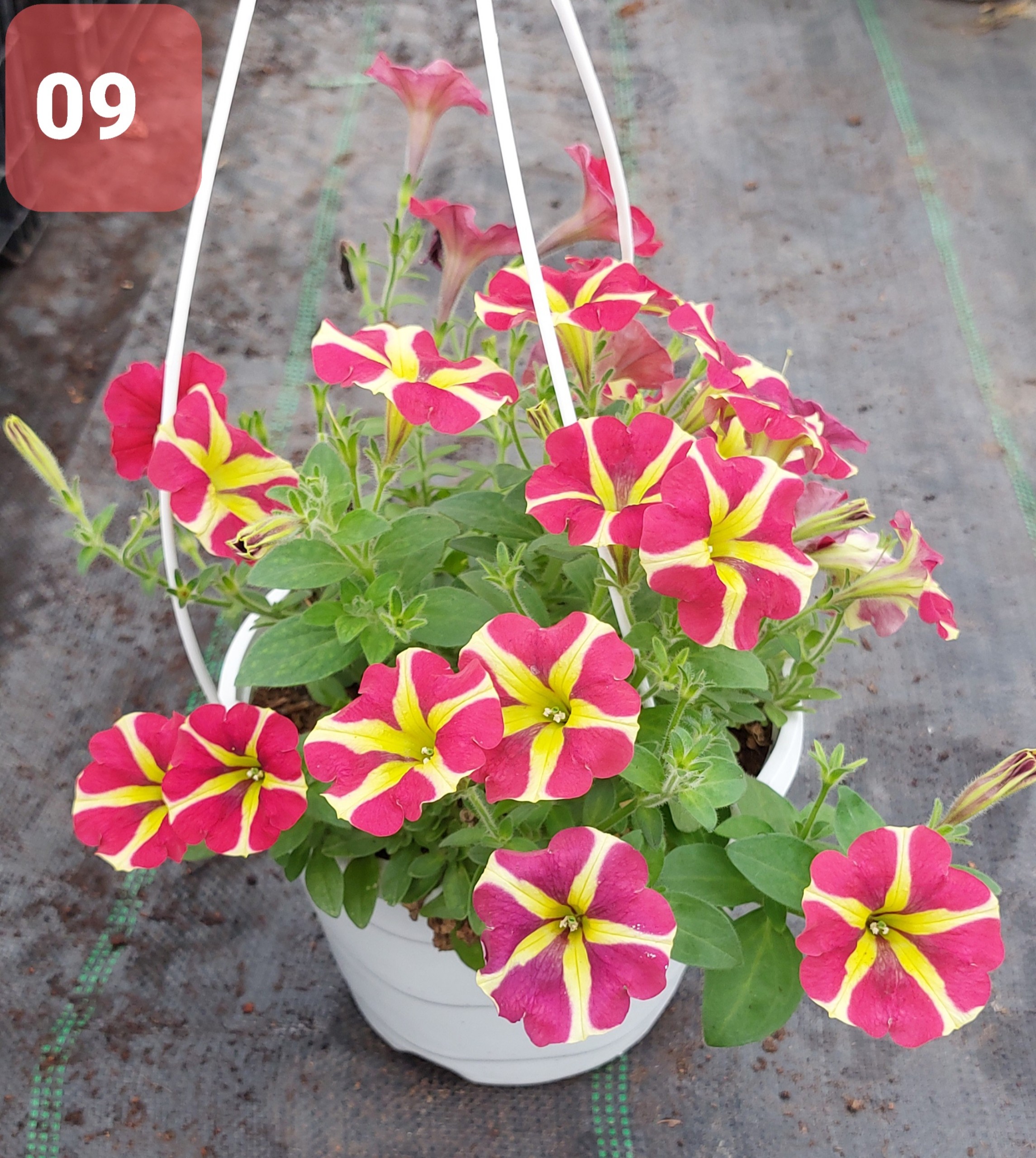 Cây Hoa Dạ Yến thảo - Ảnh 20