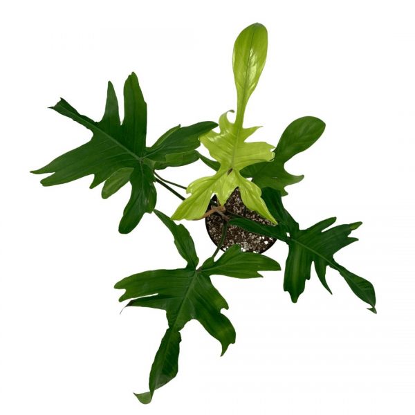 Philodendron florida (én xanh) - Ảnh 3