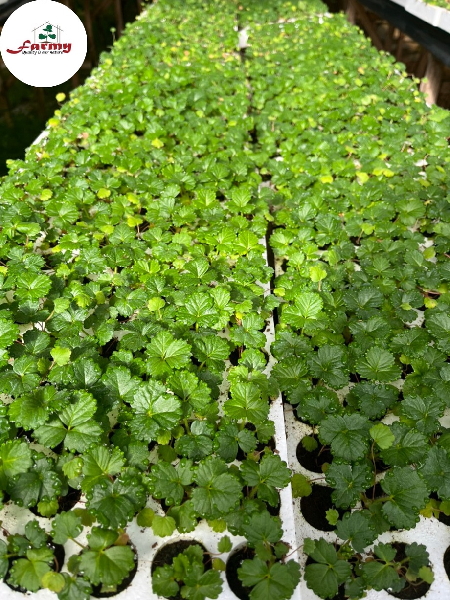 Cây giống dâu tây Mỹ Monterey.FM - Ảnh 3