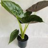 Alocasia Wentii