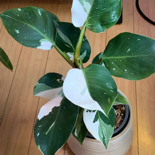 Philodendron white wizard - Ảnh 2