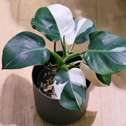 Philodendron white wizard