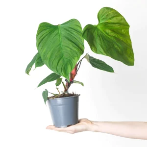 Philodendron fuzzy petiole (Fuzzy)