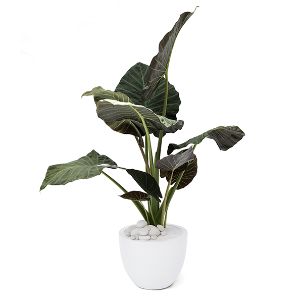 Alocasia Regal shield