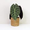 Alocasia Watsoniana