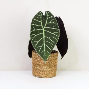 Alocasia Watsoniana