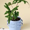 Alocasia Jacklin