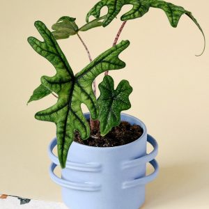 Alocasia Jacklin
