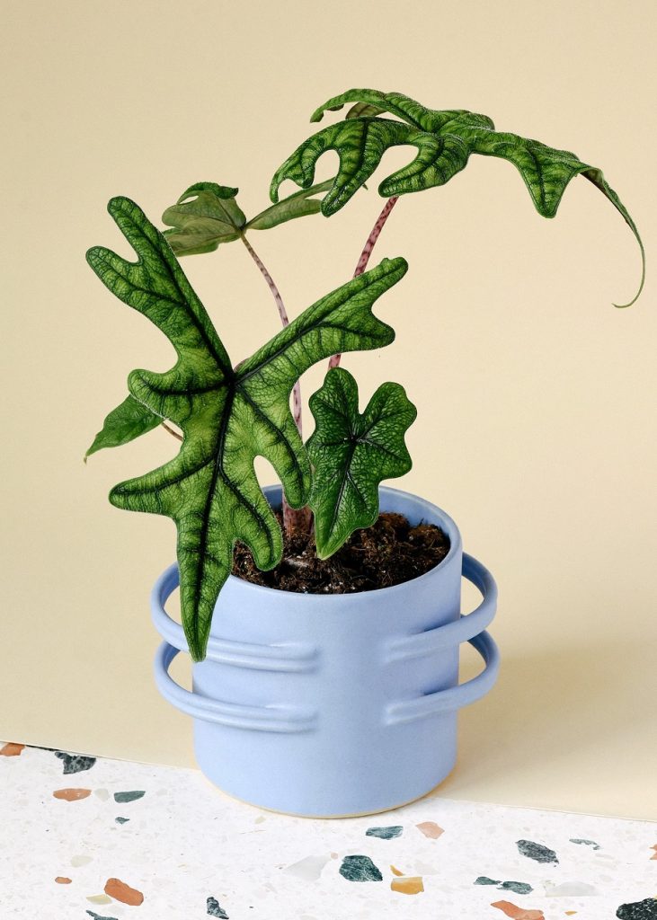 Alocasia Jacklin