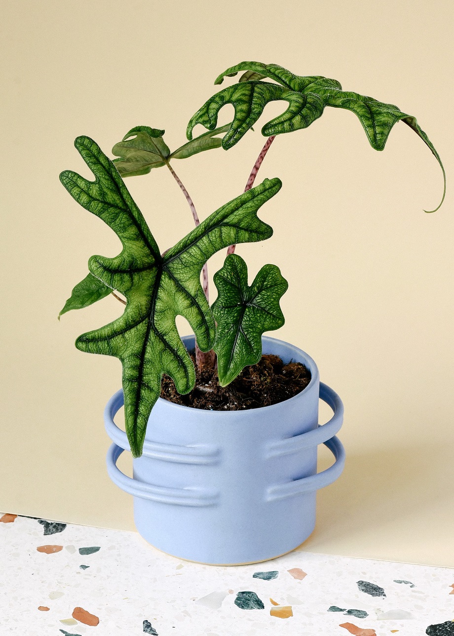 Alocasia Jacklin