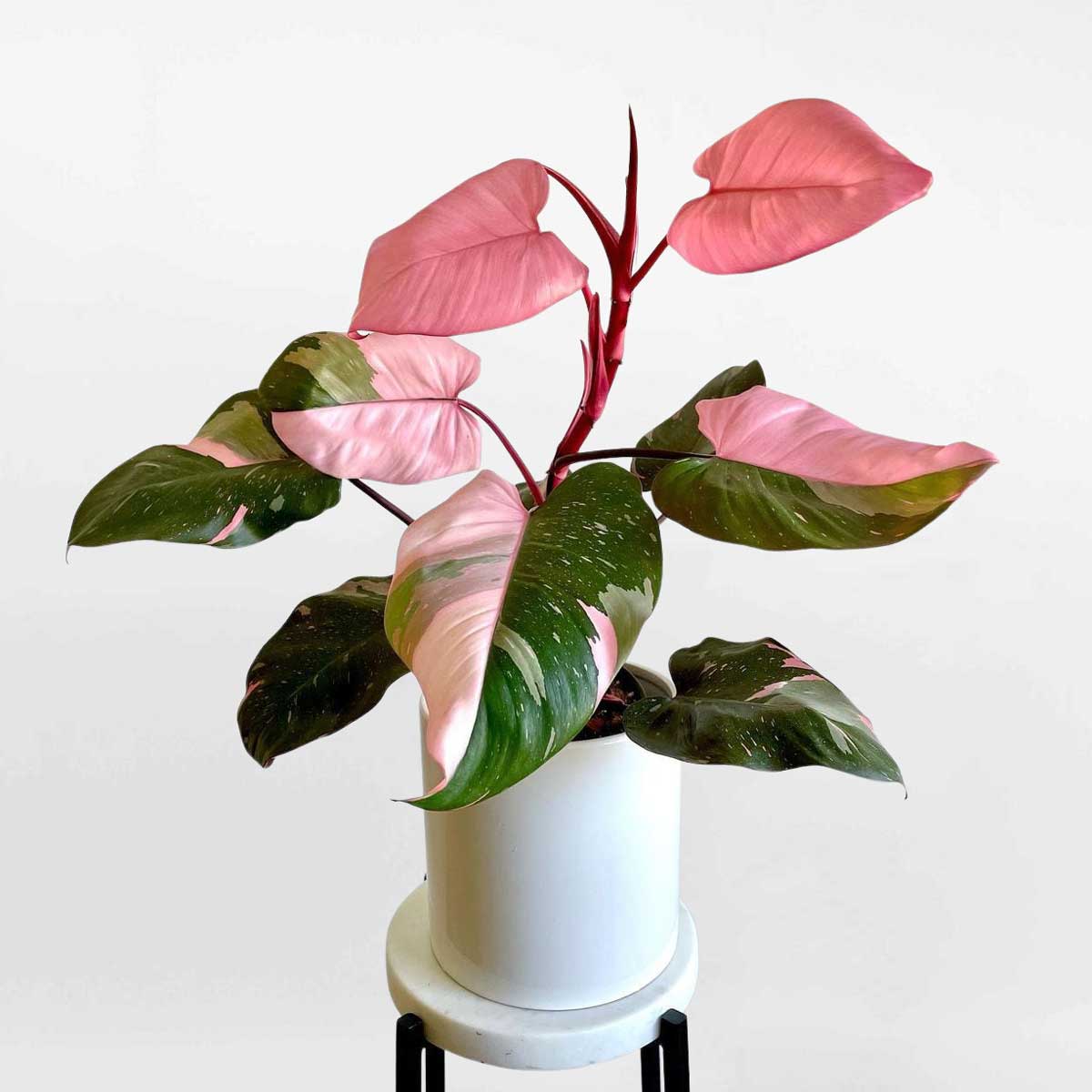 Philodendron pink princess