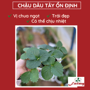 Chậu Dâu tây ổn định FM